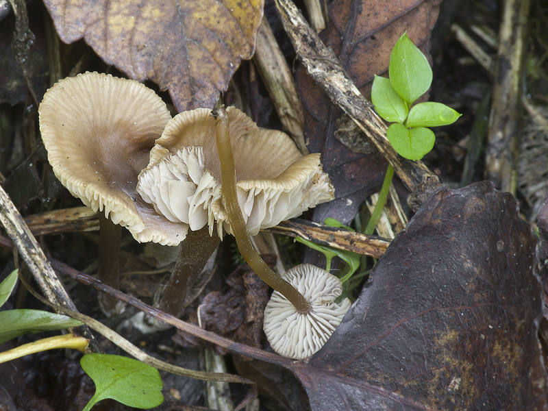 Rhodocybe melleopallens